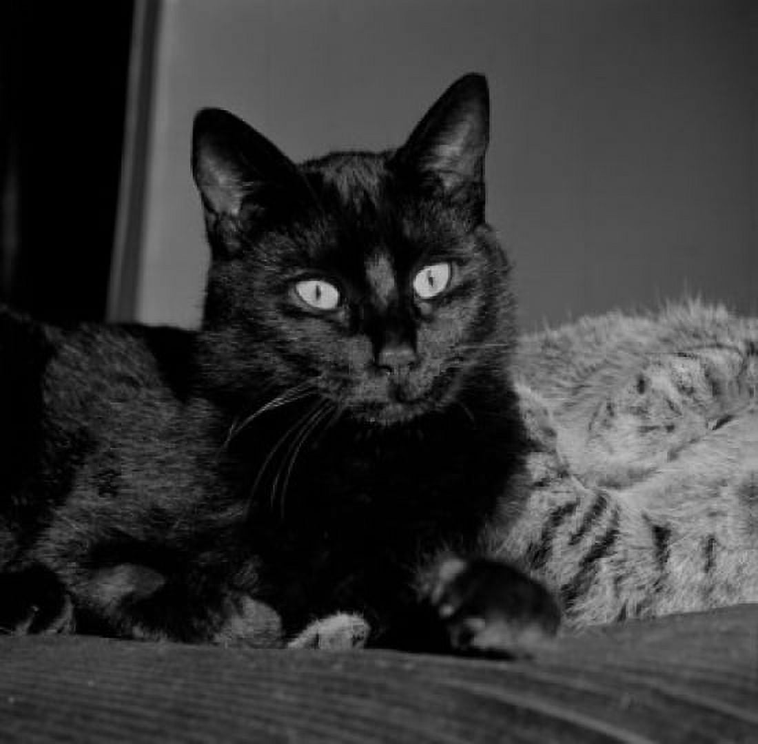 Black cat relaxing on bed Canvas Art - (24 x 36)