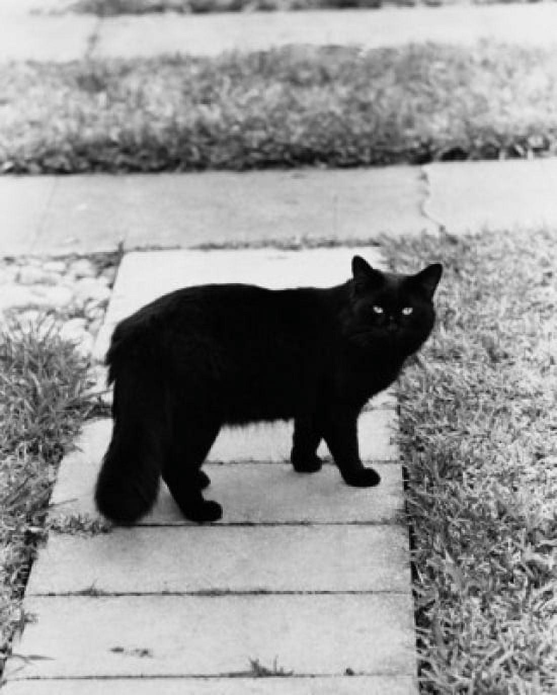 Black cat standing on a walkway Canvas Art - (18 x 24)