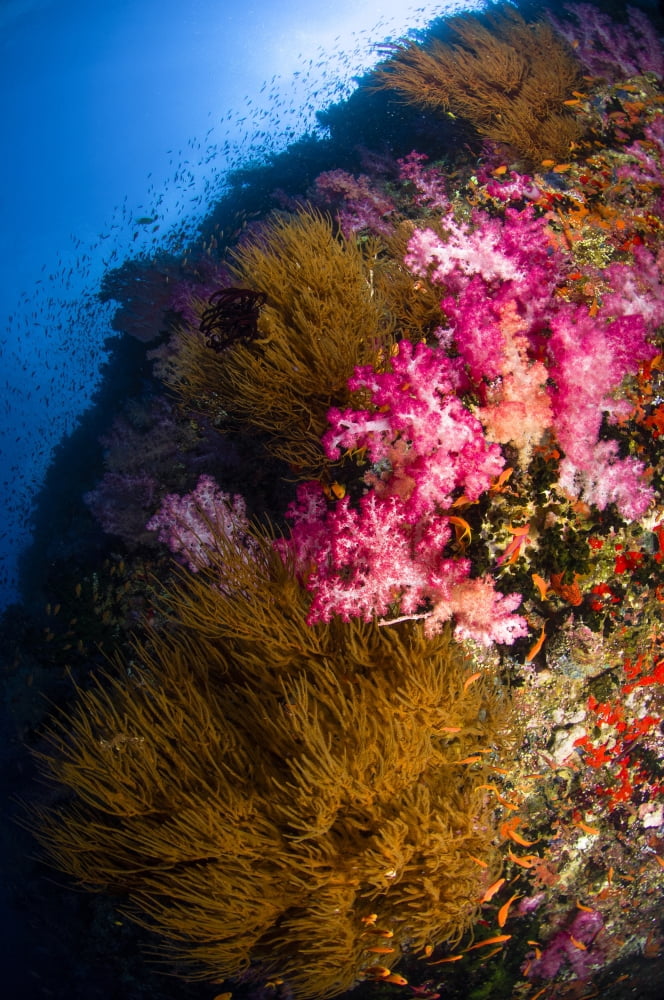Black coral and soft coral seascape Fiji Canvas Art - Todd WinnerStocktrek Images (12 x 18)