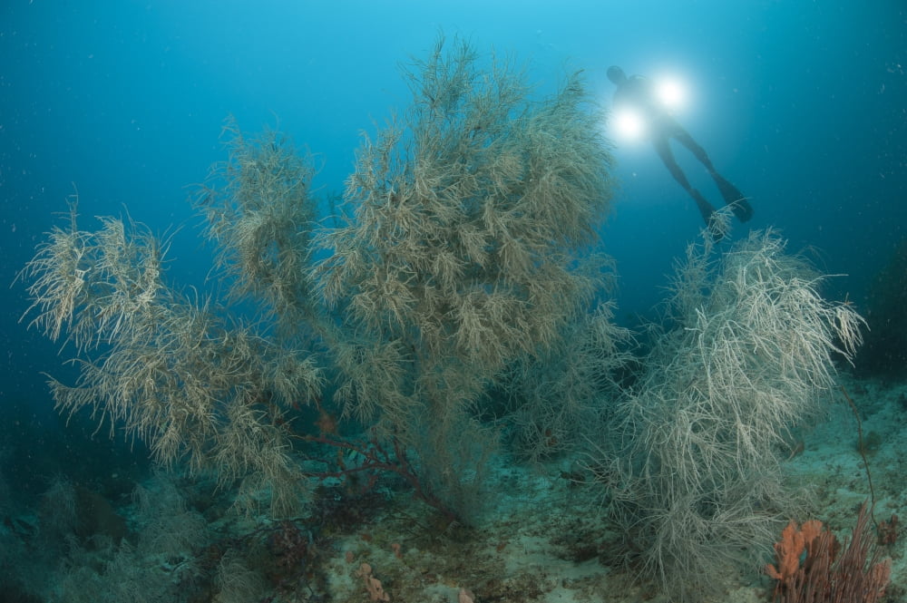 Black coral illuminated by diver with twin lights Indonesia Canvas Art - Steve JonesStocktrek Images (18 x 12)