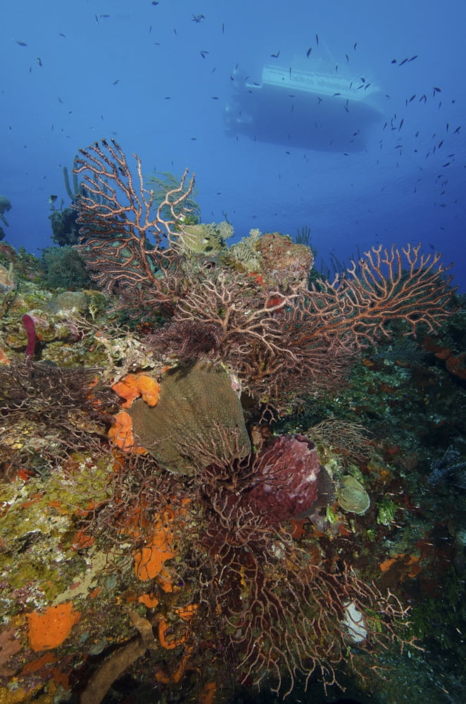 Black coral on reef Turks and Caicos Canvas Art - Brent BarnesStocktrek Images (23 x 34)