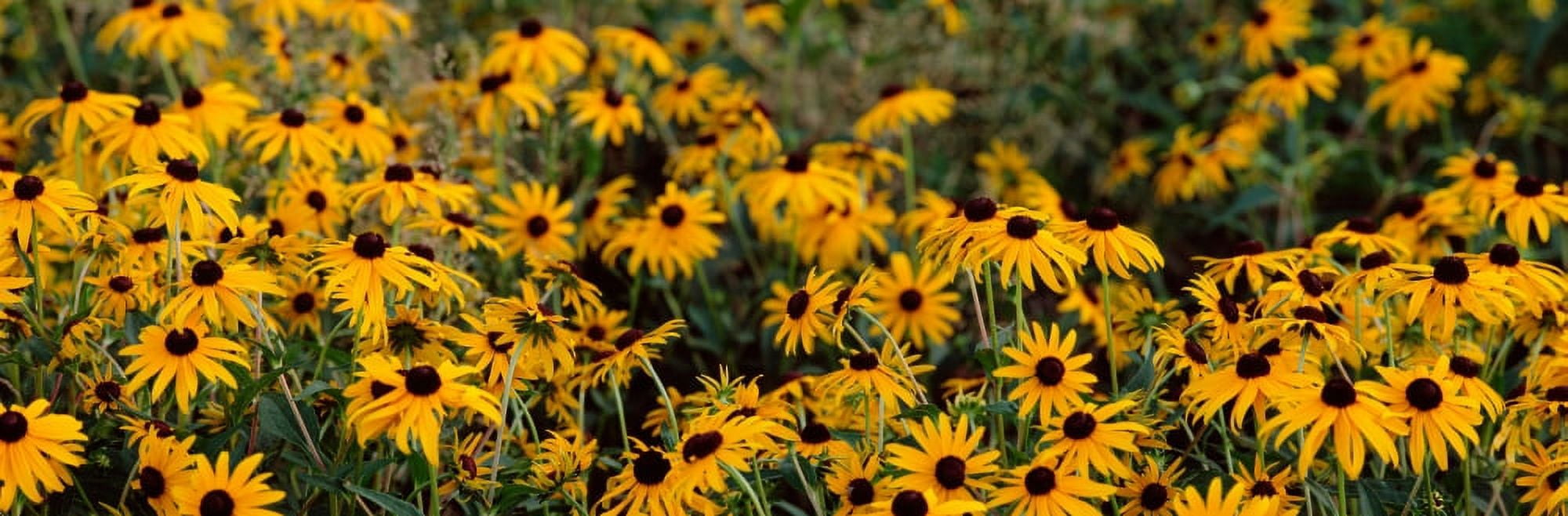 Black-eyed Susan (Rudbeckia hirta) growing in a field Florida USA Canvas Art - Panoramic Images (27 x 9)