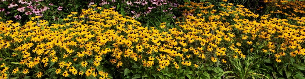 Black-eyed-Susan (Rudbeckia hirta) in bloom Michigan USA Canvas Art - Panoramic Images (36 x 12)
