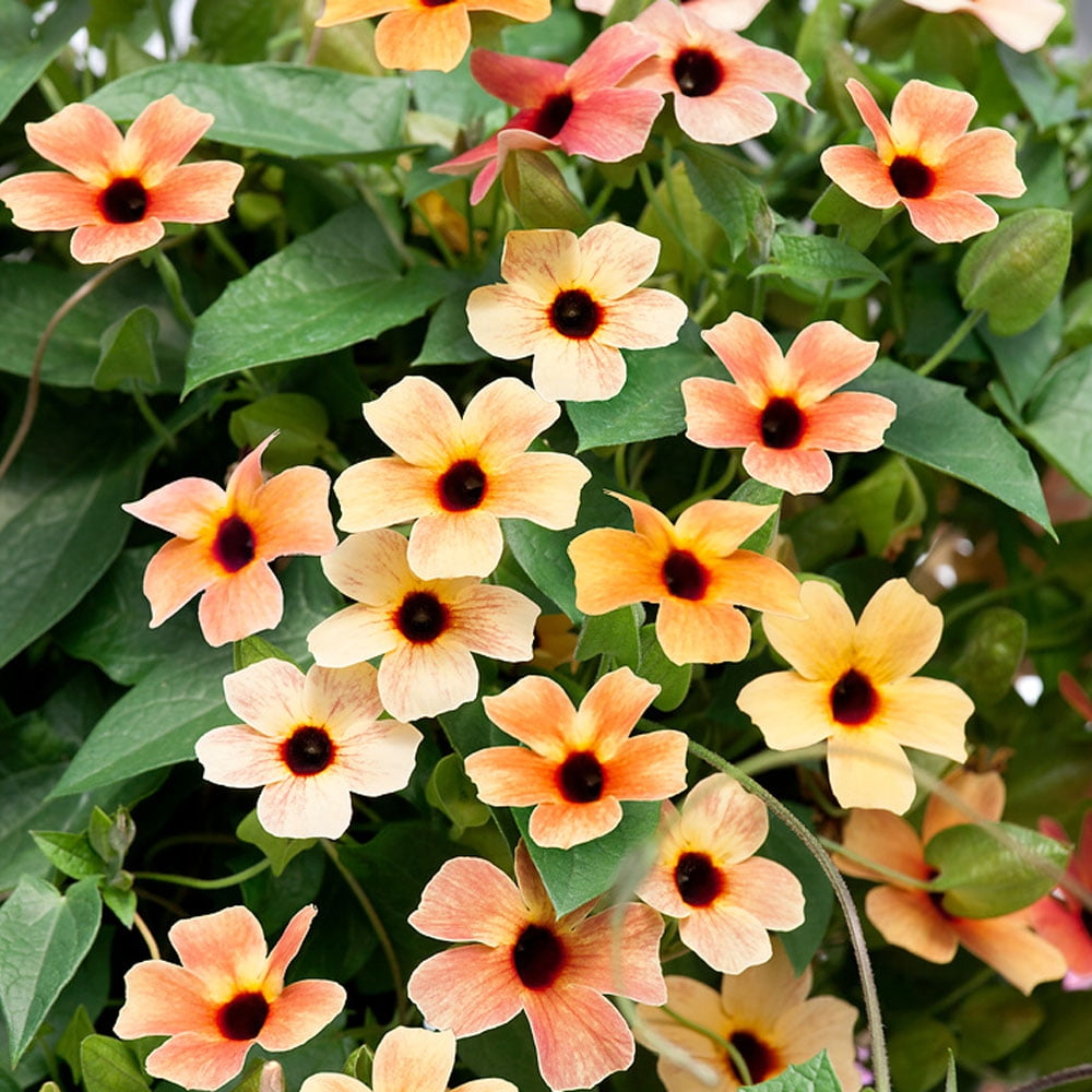 plant magic Fast-Acting Soluble Plant Food