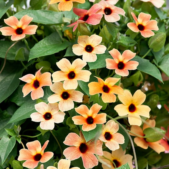 Black-eyed Susan Thunbergia Alata Spanish Eyes Vines Plant Seeds - 20 Seeds