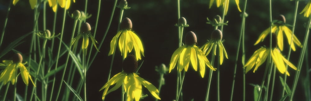 Black-eyed susan (Rudbeckia hirta) flowers blooming Canvas Art - Panoramic Images (6 x 18)