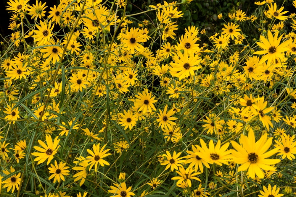 Black-eyed susans in bloom Atlanta Botanical Garden Atlanta Fulton County Georgia USA Canvas Art - Panoramic Images (18 x 24)