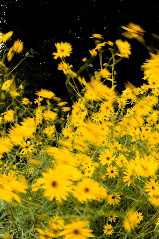 Black-eyed susans in bloom Atlanta Botanical Garden Atlanta Fulton County Georgia USA Canvas Art - Panoramic Images (24 x 36)