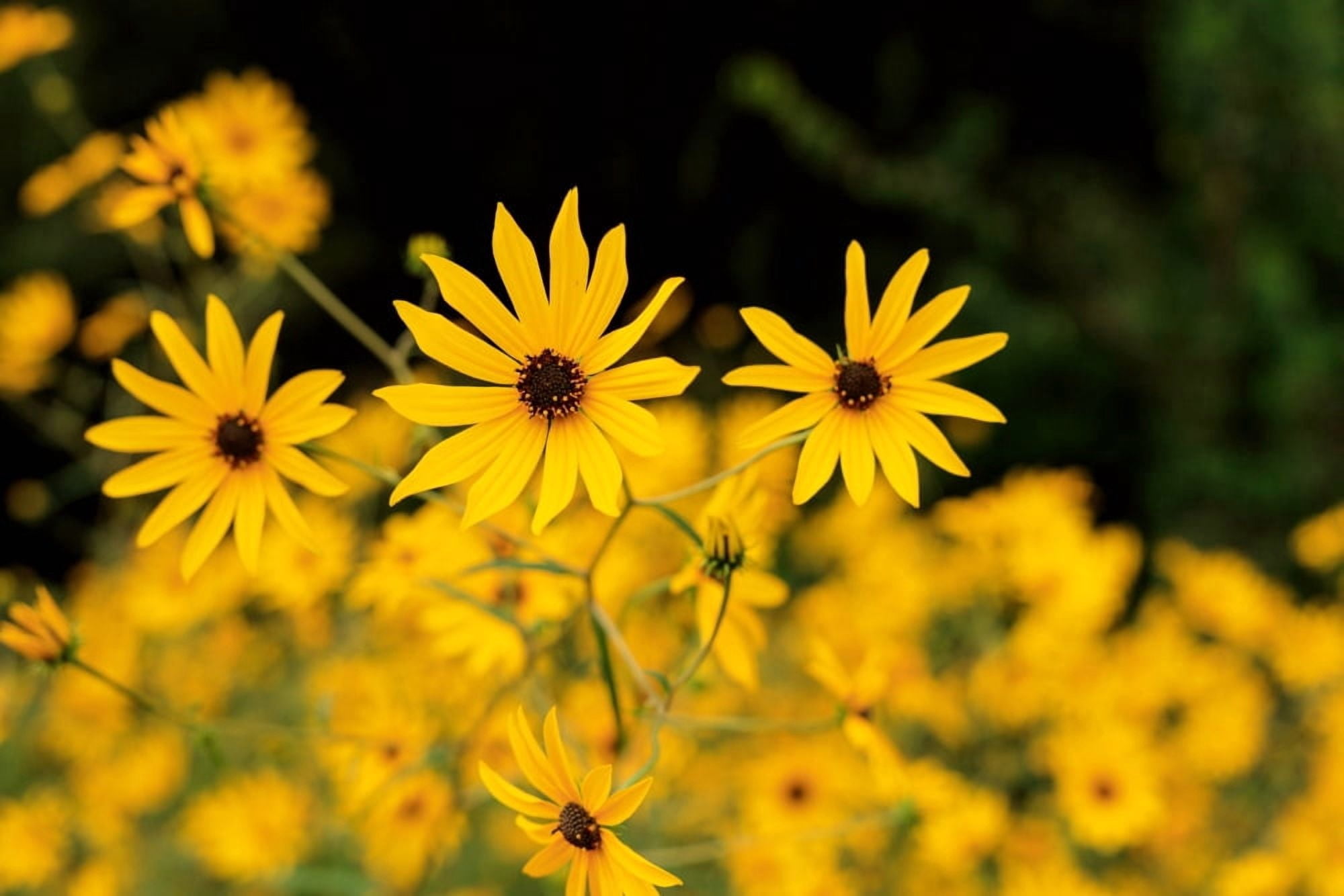 Black-eyed susans in bloom Atlanta Botanical Garden Atlanta Fulton County Georgia USA Canvas Art - Panoramic Images (24 x 36)
