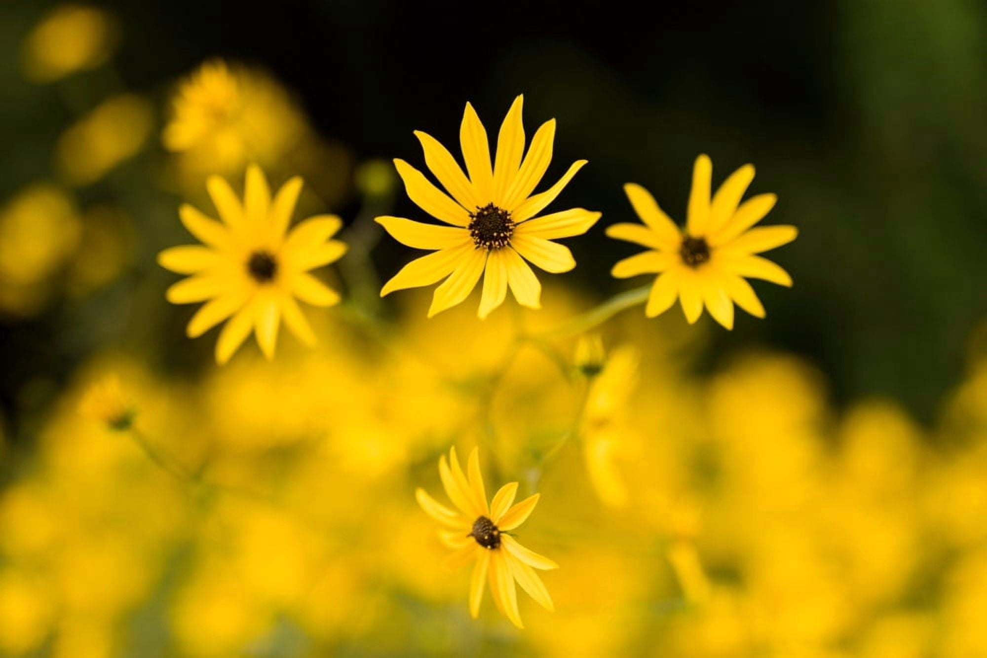 Black-eyed susans in bloom Atlanta Botanical Garden Atlanta Fulton County Georgia USA Canvas Art - Panoramic Images (24 x 36)