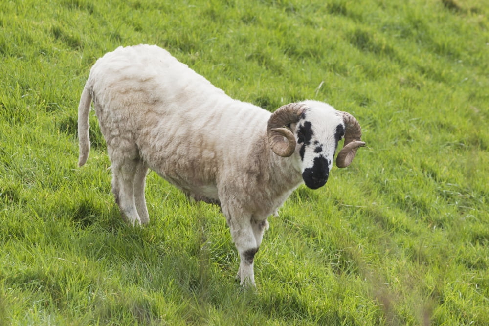 Black faced sheepDingle peninsula county kerry ireland Canvas Art - Ken Welsh Design Pics (19 x 12)