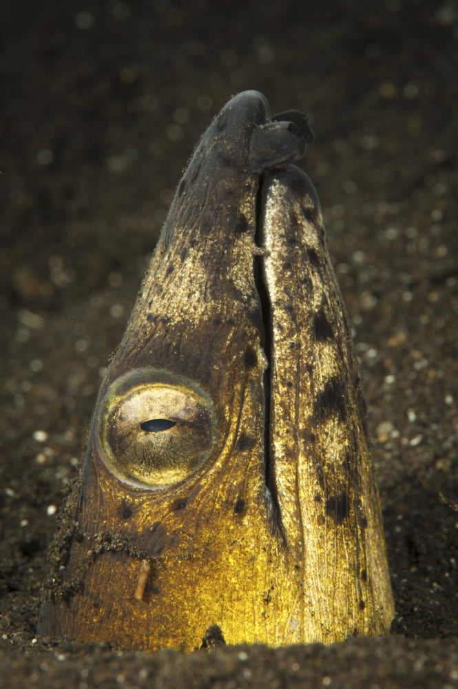 Black-finned snake eel emerging from volcanic black sand Canvas Art - Steve JonesStocktrek Images (12 x 17)