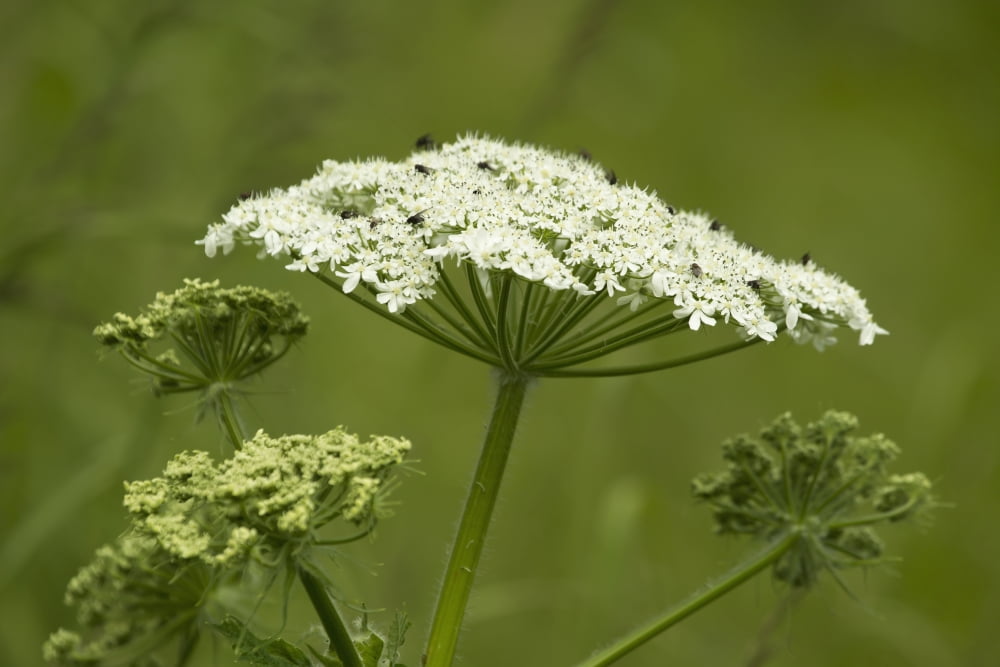 Black flies a pesky biting insect crawl across the surface of cow parsnip (Heracleum maximum) Alaska United States of America Canvas Art - Zachary Sheldon Design Pics (38 x 24)