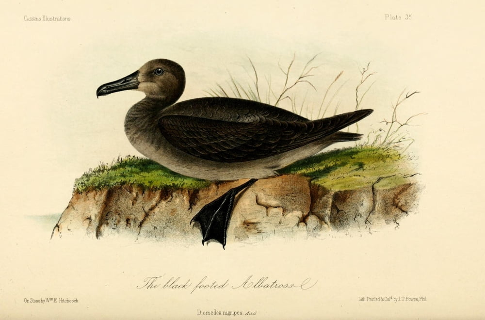 Black-footed Albatross Canvas Art - WE Hitchcock (18 x 24)