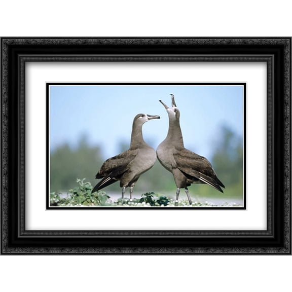 Black-footed Albatross courtship dance, Midway Atoll, Hawaii 2x Matted 24x18 Black Ornate Framed Art Print by De Roy, Tui