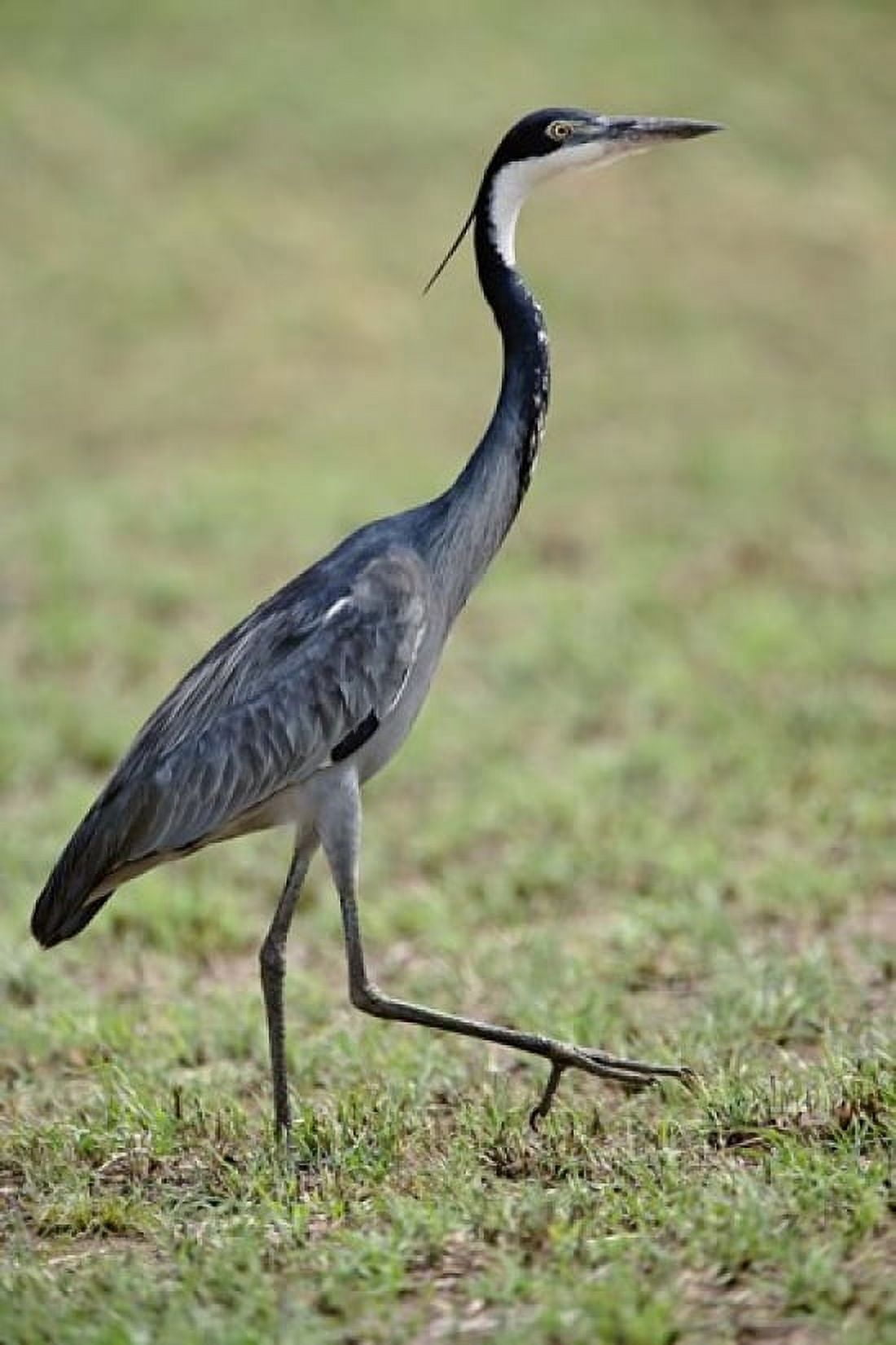 Black-headed Heron Serengeti National Park Tanzania Canvas Art - Adam Jones DanitaDelimont (23 x 35)
