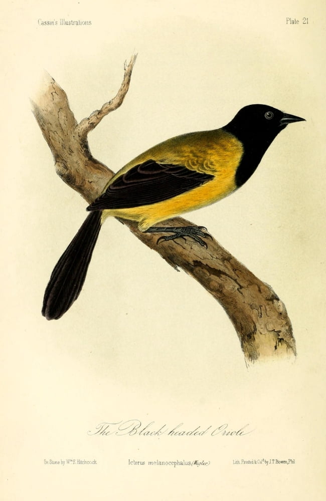 Black-headed Oriole Canvas Art - WE Hitchcock (24 x 36)