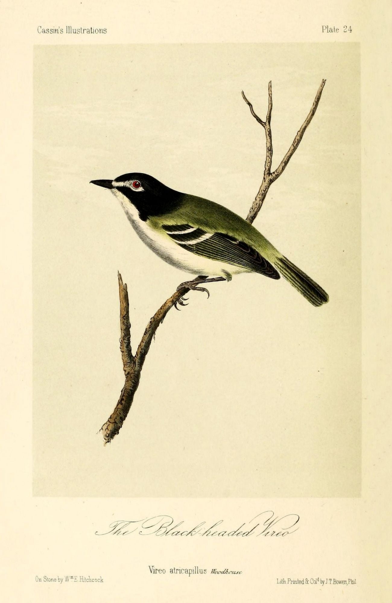 Black-headed Vireo Canvas Art - WE Hitchcock (18 x 24)