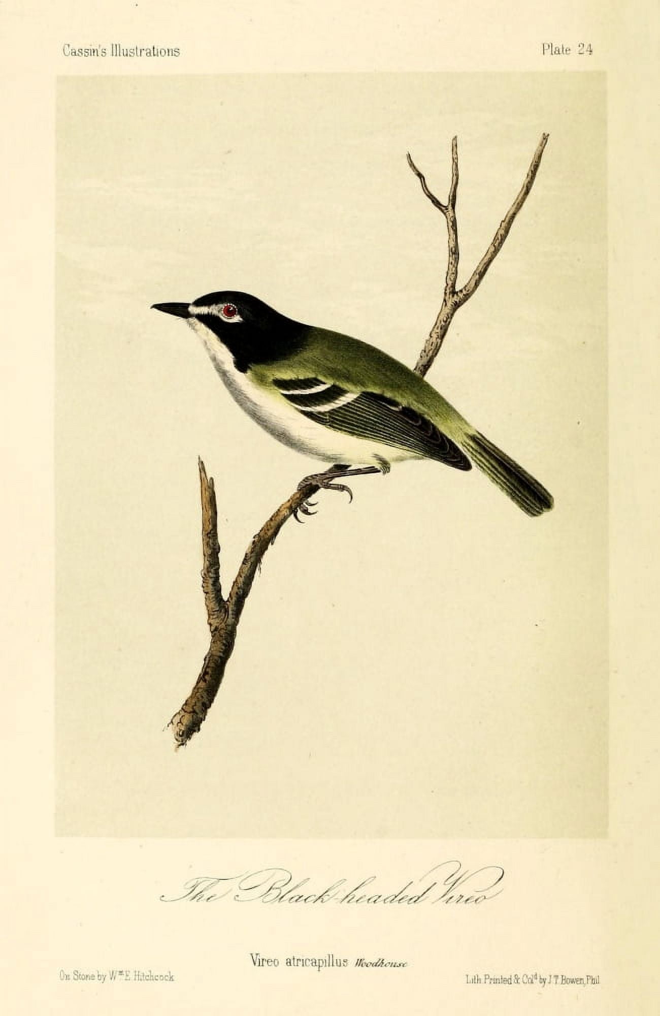 Black-headed Vireo Canvas Art - WE Hitchcock (24 x 36)