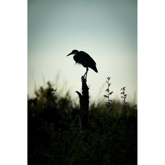 Black-headed heron stands on stump in silhouette Serengeti; Tanzania by Nick Dale / Design Pics
