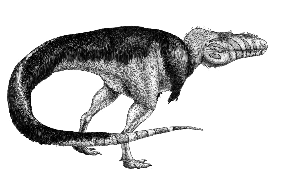 Black ink drawing of Alioramus remotus Canvas Art - Vladimir NikolovStocktrek Images (35 x 23)