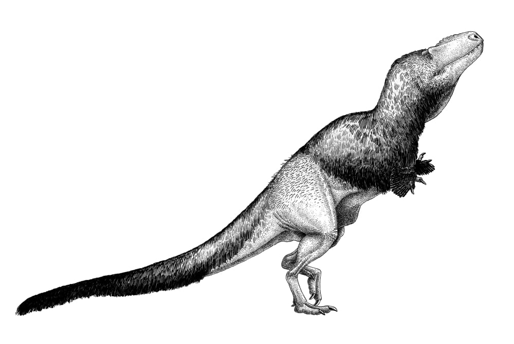 Black ink drawing of Daspletosaurus torosus Canvas Art - Vladimir NikolovStocktrek Images (35 x 24)