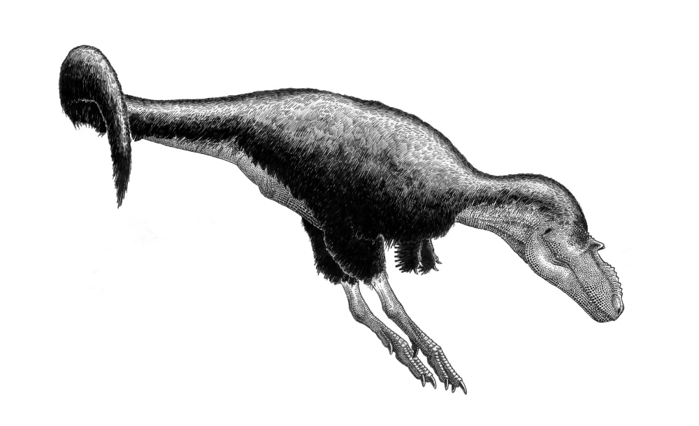 Black ink drawing of Gorgosaurus libratus Canvas Art - Vladimir NikolovStocktrek Images (18 x 11)
