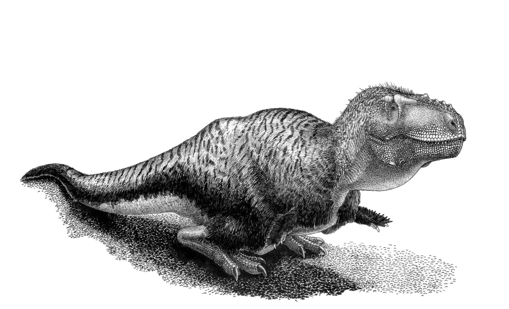 Black ink drawing of Tarbosaurus bataar Canvas Art - Vladimir NikolovStocktrek Images (19 x 11)