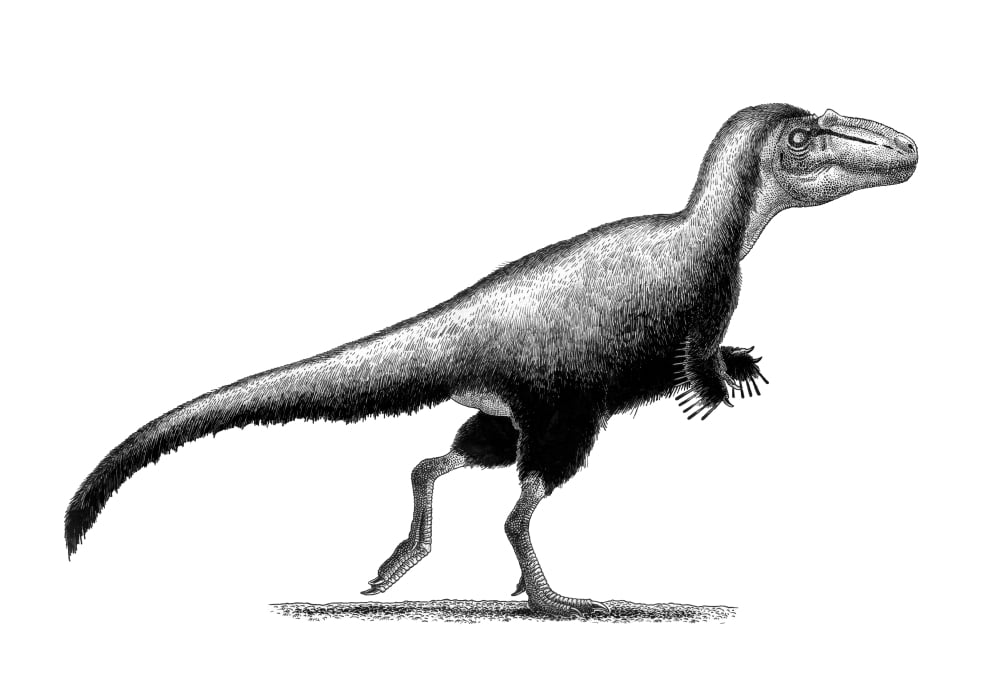 Black ink drawing of Teratophoneus curriei Canvas Art - Vladimir NikolovStocktrek Images (35 x 24)