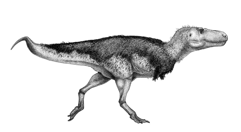 Black ink drawing of Zhuchengtyrannus magnus Canvas Art - Vladimir NikolovStocktrek Images (38 x 21)