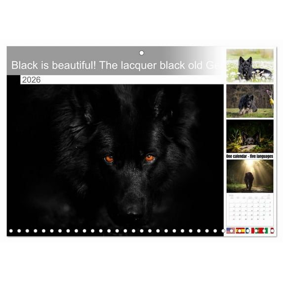 Black is beautiful! The lacquer black old German shepherd dog (Monthly Wall Calendar 2026 11.7 x 16.5 (open)), CALVENDO 14 Month Calendar