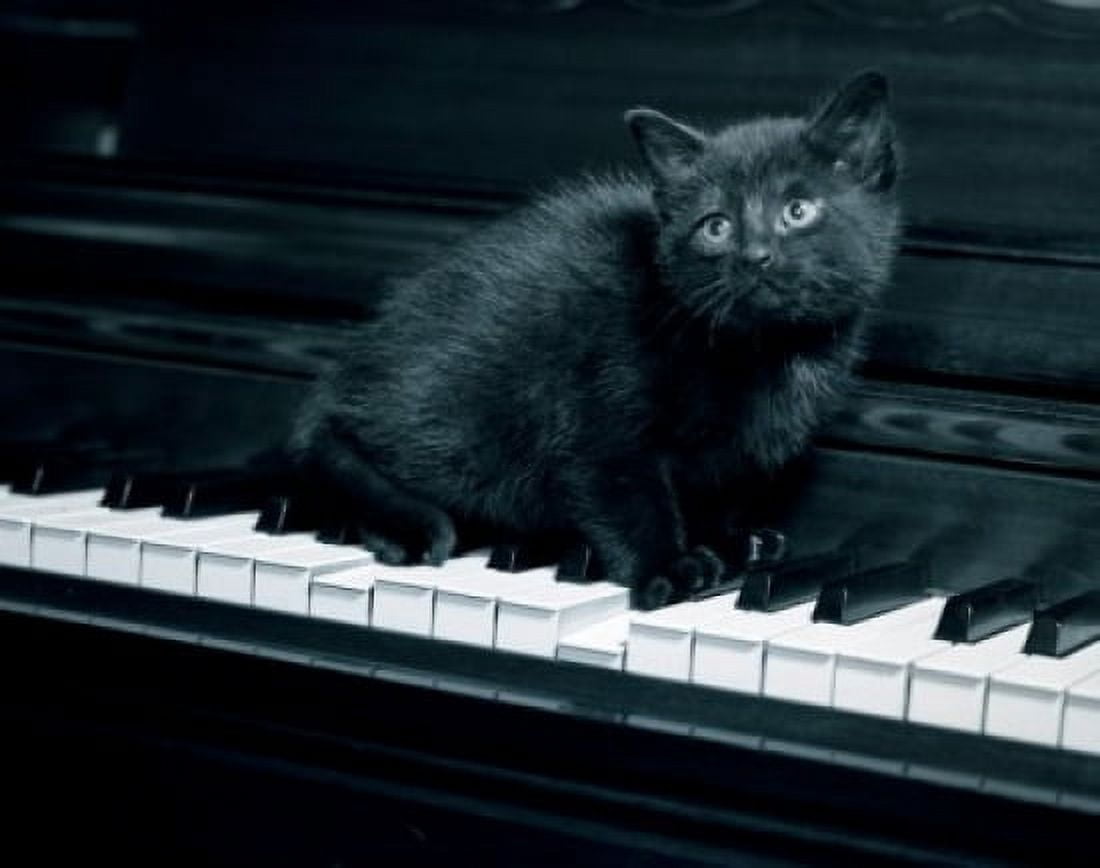 Black kitten resting on piano Canvas Art - (18 x 24)