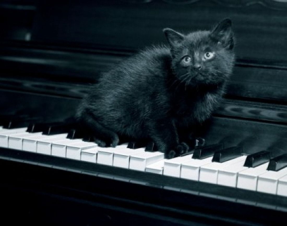 Black kitten resting on piano Canvas Art - (24 x 36)