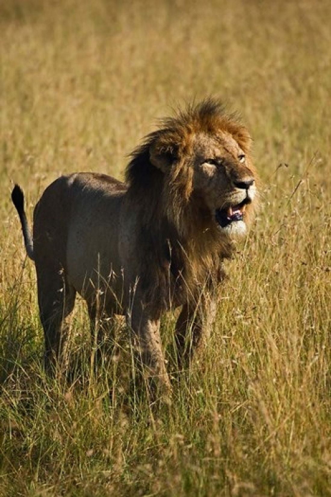 Black maned male Lion Panthera leo Masai Mara Kenya Canvas Art - Adam Jones DanitaDelimont (12 x 17)