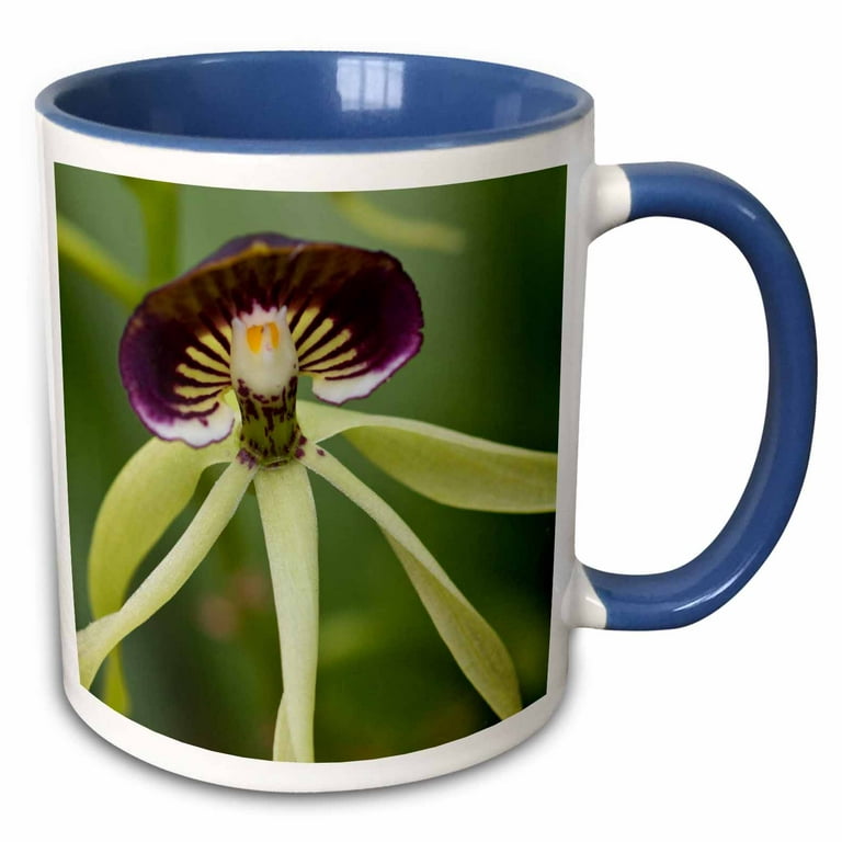 https://i5.walmartimages.com/seo/Black-orchid-national-flower-of-Belize-SA02-WSU0016-William-Sutton-15oz-Two-Tone-Blue-Mug-mug-140876-11_727d8655-5ba3-4b79-955b-c439cf1fc6d9.f56e5d5d04c901ff3a1411e09062364a.jpeg?odnHeight=768&odnWidth=768&odnBg=FFFFFF