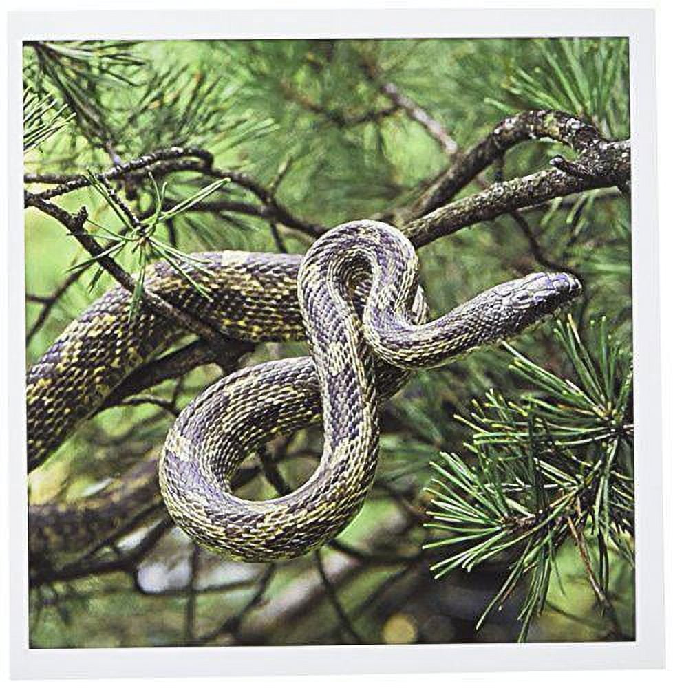 Black rat snake climbing into pine tree NA02 AJE0284 Adam Jones 12