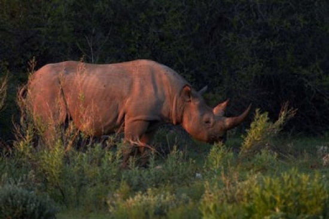 Black rhinoceros Diceros bicornis Etosha NP Namibia Africa Canvas Art - David Wall DanitaDelimont (35 x 24)