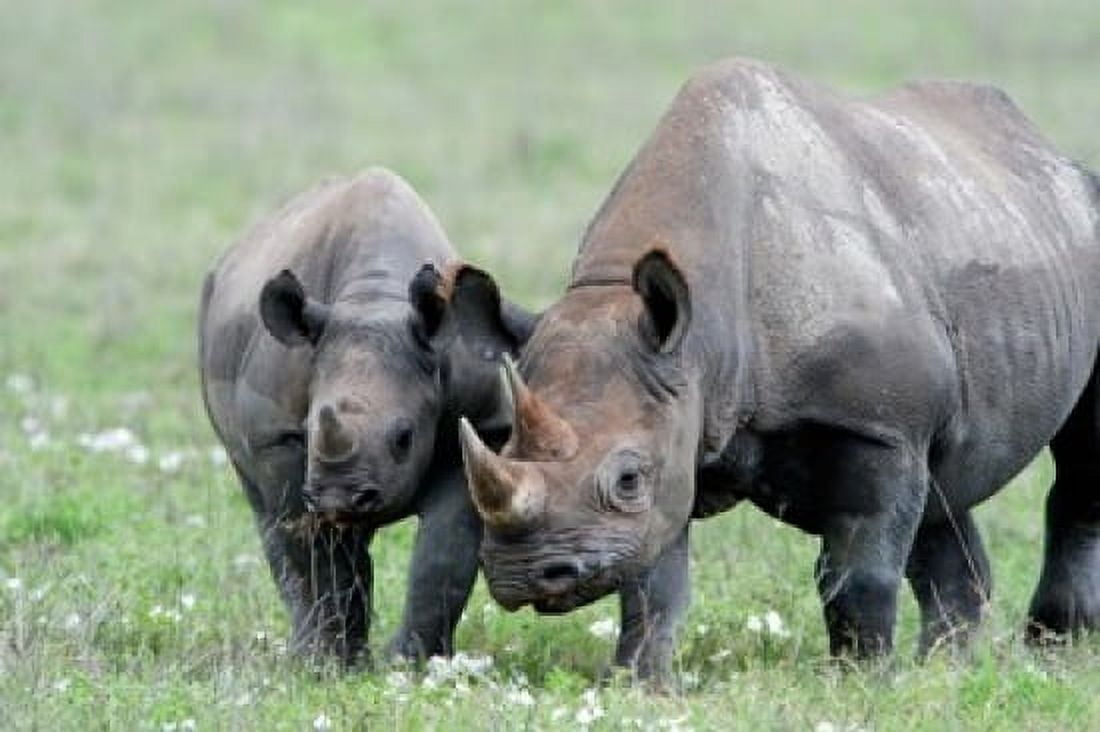 Black rhinoceros (Diceros bicornis) in a field Ngorongoro Crater Ngorongoro Tanzania Canvas Art - Panoramic Images (36 x 24)