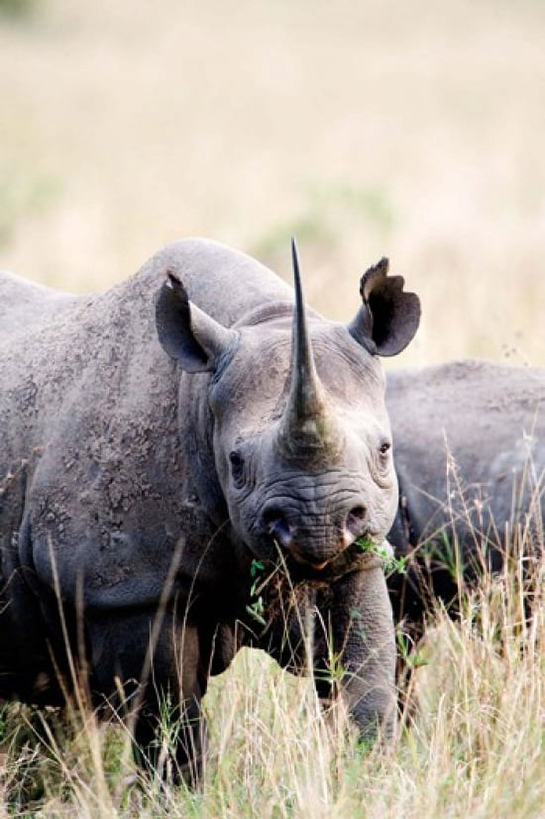 Black rhinoceros (Diceros bicornis) standing in a field Masai Mara National Reserve Kenya Canvas Art - Panoramic Images (24 x 36)