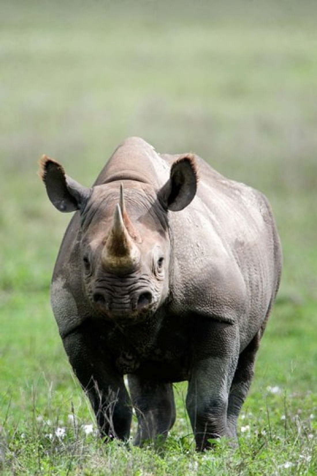 Black rhinoceros (Diceros bicornis) standing in a field Ngorongoro Crater Ngorongoro Tanzania Canvas Art - Panoramic Images (24 x 36)