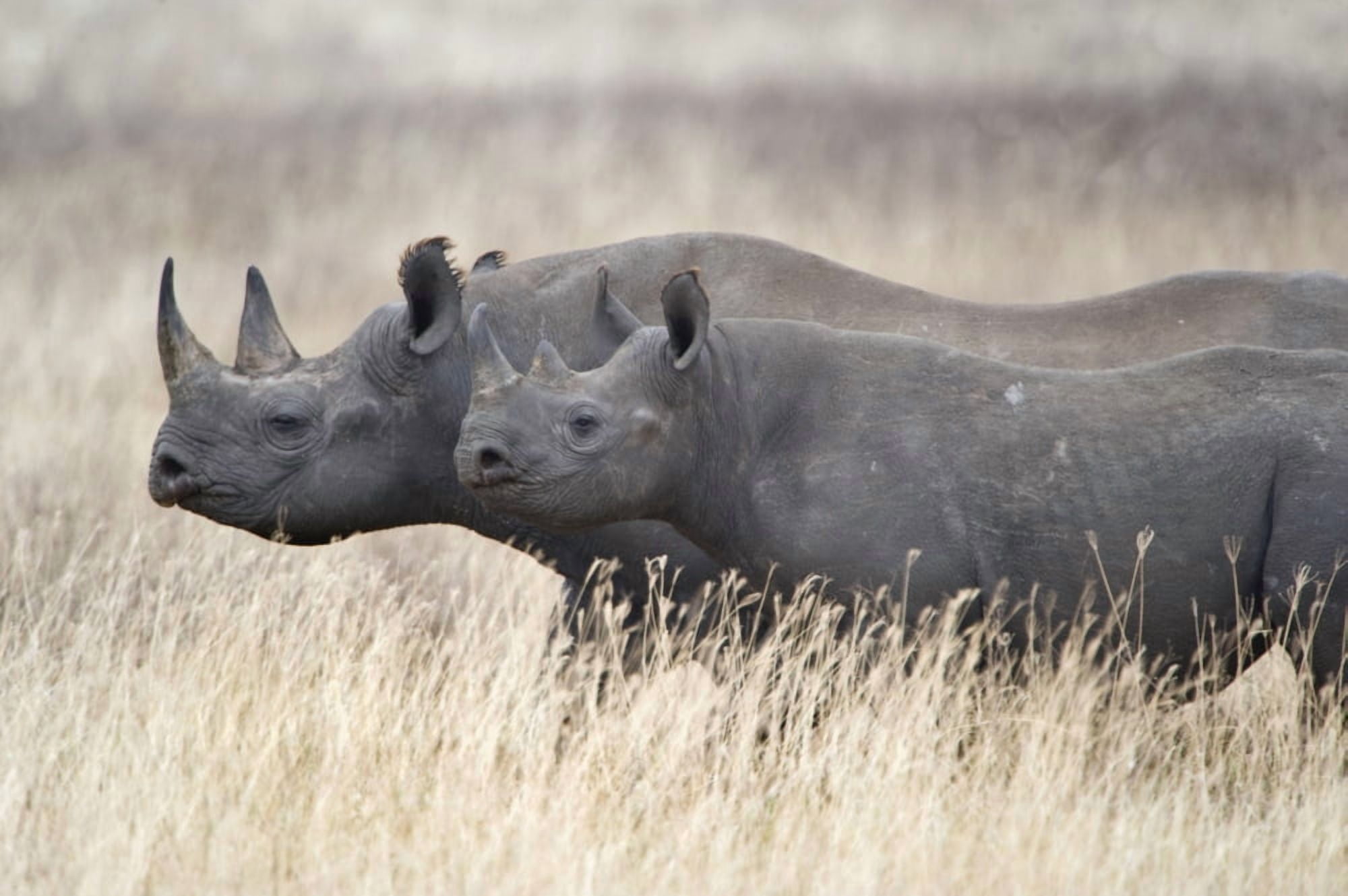Black rhinoceros (Diceros bicornis) with its calf in a field Tanzania Canvas Art - Panoramic Images (27 x 9)