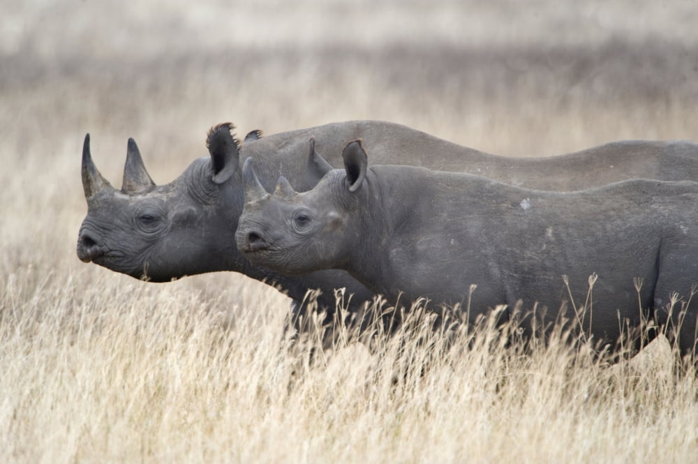 Black rhinoceros (Diceros bicornis) with its calf in a field Tanzania Canvas Art - Panoramic Images (36 x 12)