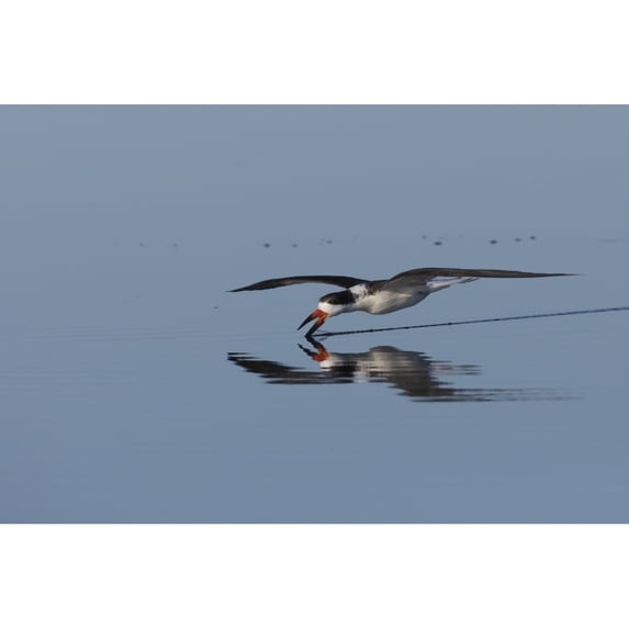 Black skimmer skimming for a meal Poster Print by Ken Archer