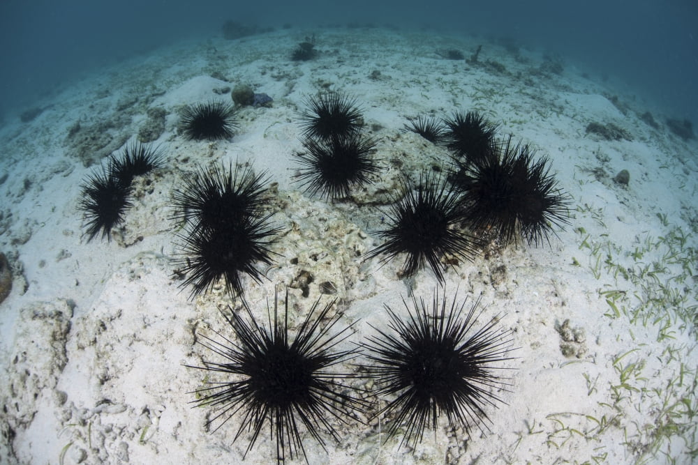 Black spiny urchins graze on algae on the seafloor in Indonesia Canvas Art - Ethan DanielsStocktrek Images (18 x 12)