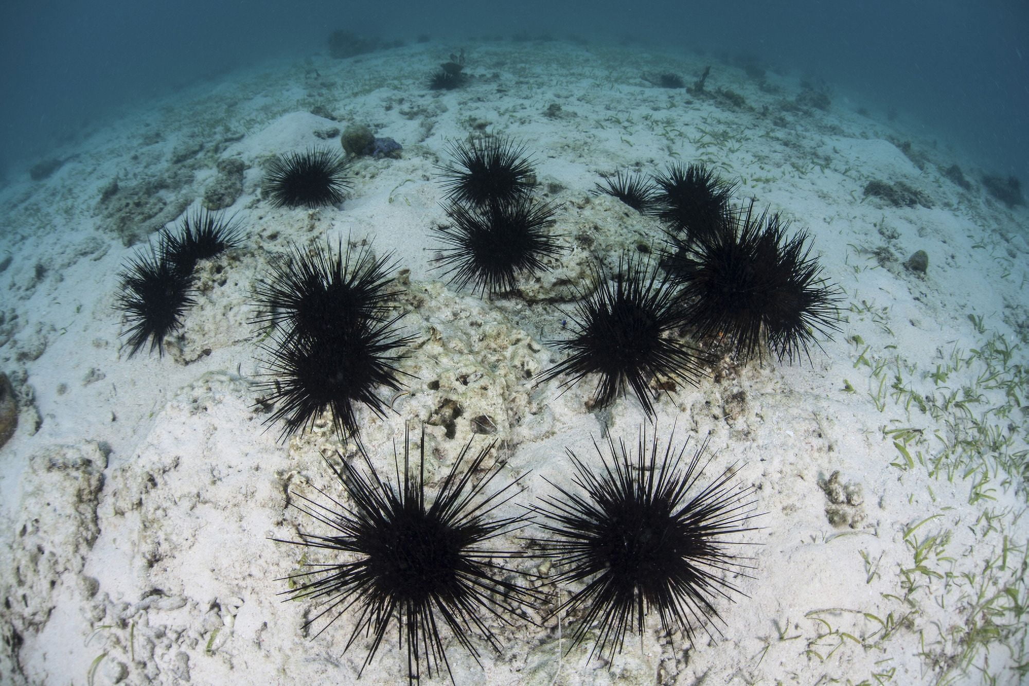 Black spiny urchins graze on algae on the seafloor in Indonesia Canvas Art - Ethan DanielsStocktrek Images (35 x 24)
