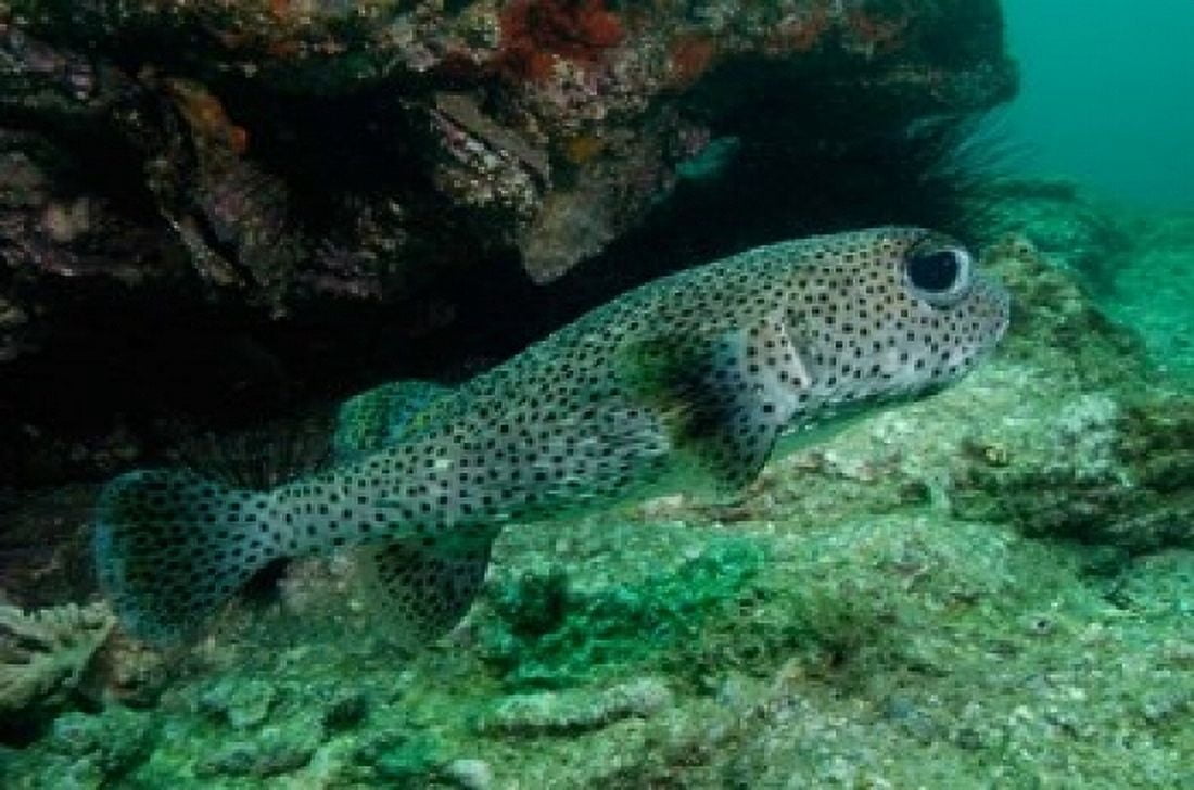 Black-spotted Porcupinefish North Stradbroke Australia Canvas Art - Pete Oxford DanitaDelimont (36 x 24)