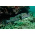 thumbnail image 1 of Black-spotted Porcupinefish, North Stradbroke, Australia Poster Print by Pete Oxford (29 x 19), 1 of 1
