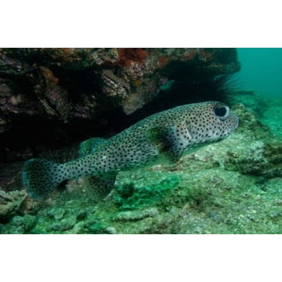 Black-spotted Porcupinefish, North Stradbroke, Australia Poster Print by Pete Oxford (29 x 19)