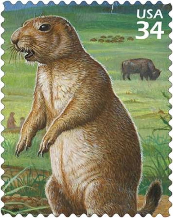 Black-tailed Prairie Dog Canvas Art - US POSTAL SERVICE (24 x 30)