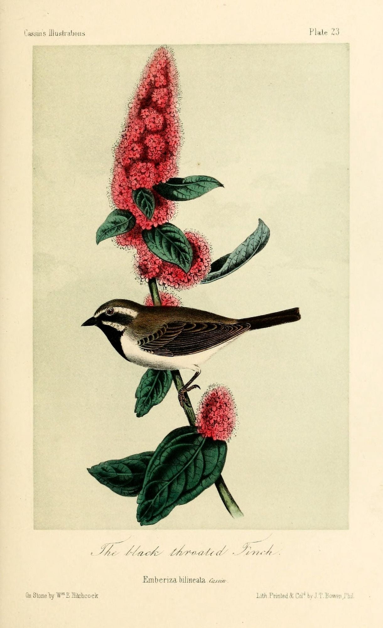 Black-throated Finch Canvas Art - WE Hitchcock (24 x 36)
